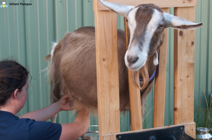 Goat Milk Formula for Babies