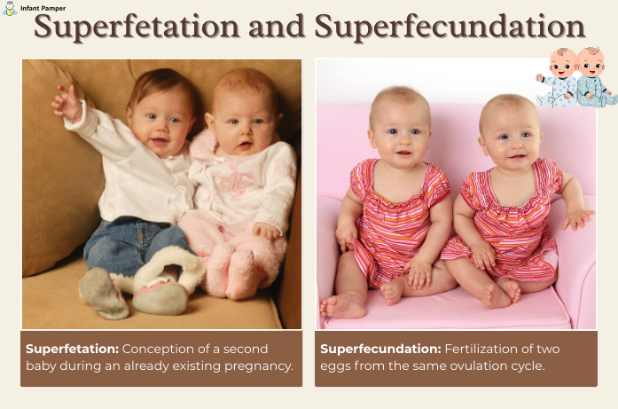 Superfetation and Superfecundation